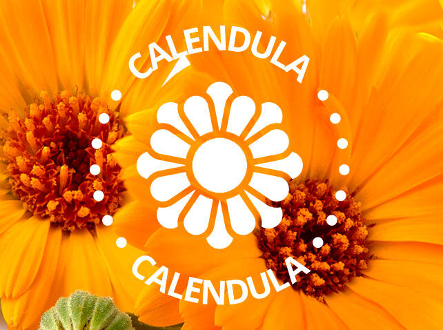  Imagen representativa ingrediente Calendula