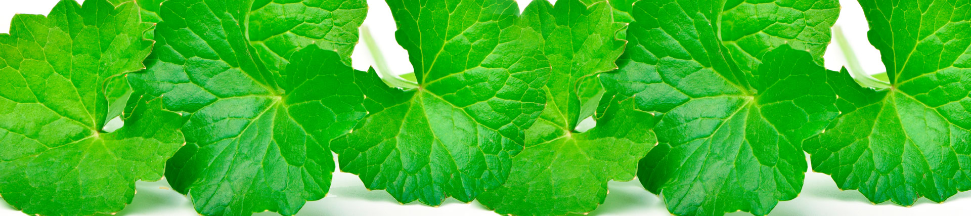 Centella asiática