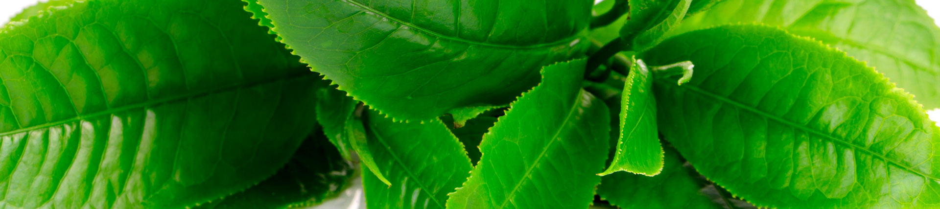 Té verde